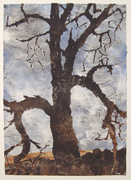 maple tree art print