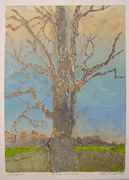silver maple tree art print